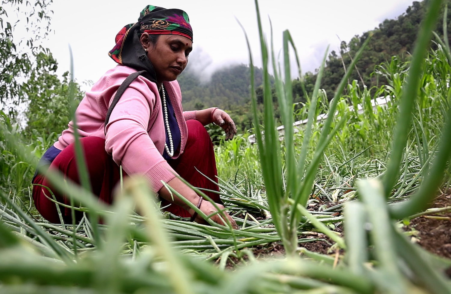 Community farming in Nepal