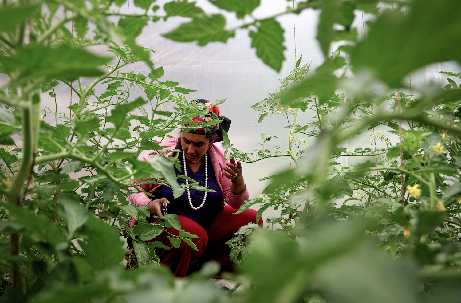 Community farming in Nepal